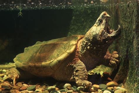 Alligator snapping turtle | Size, Habitat, Diet, & Facts | Britannica