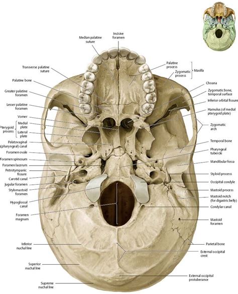 Pin by donia moharam on Lek | Anatomy bones, Skull anatomy, Bones of ...