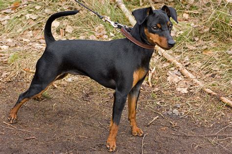 File:Miniature pinscher.jpg - Wikipedia