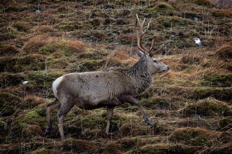 Red Deer Stag in Natural Habitat Photograph by Derek Beattie | Fine Art ...