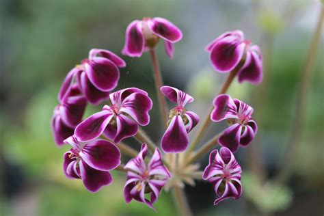 PELARGONIUM x Lawrenceanum. Species Pelargonium