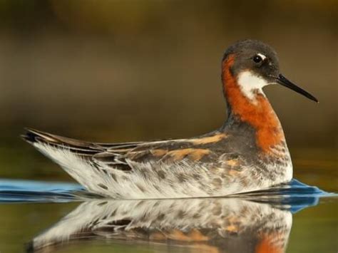 Scolopacidae Browse by Family, All About Birds, Cornell Lab of Ornithology