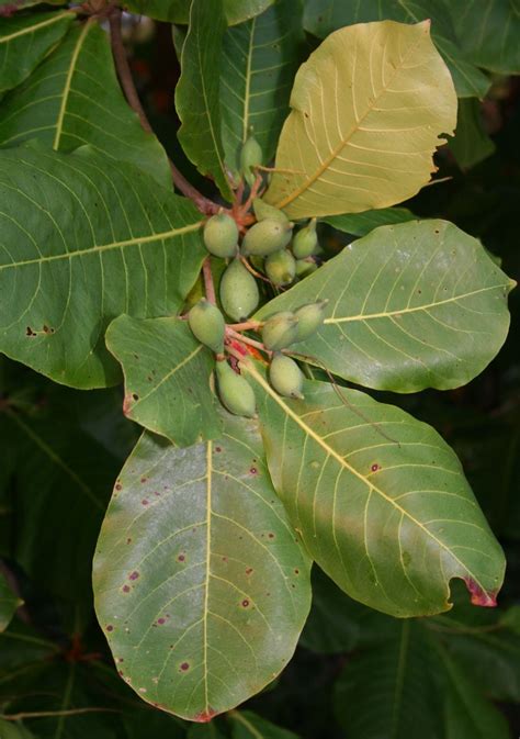 Indian Almond Tree Leaves