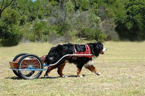 Bernese Mountain Dog Breed: Profile, Personality, Facts