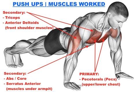 Push Up Muscles Worked