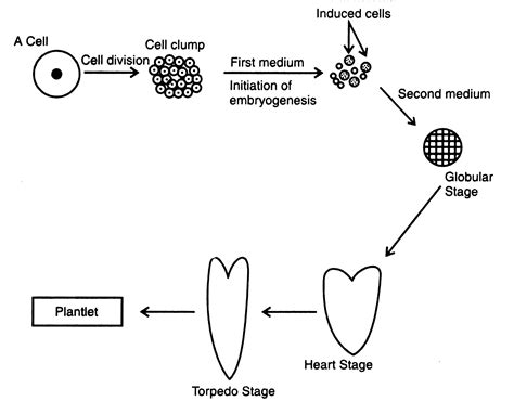 Somatic Embryogenesis - In Vitro Culture Techniques | Plant Biotechnology