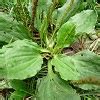 Edible Weeds | Identify via Flowers, Leaves & Pictures