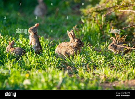 European rabbit, Oryctolagus cuniculus. Three rabbits on grass. Animals ...