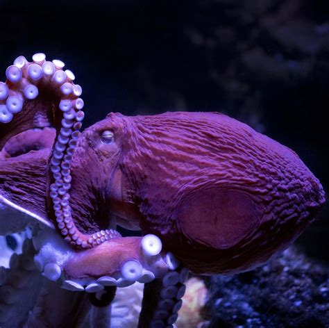 Download An Octopus's Mysterious Subaquatic Dance | Wallpapers.com