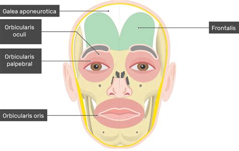 Frontalis Muscle - Attachments, Actions & Innervation | GetBodySmart