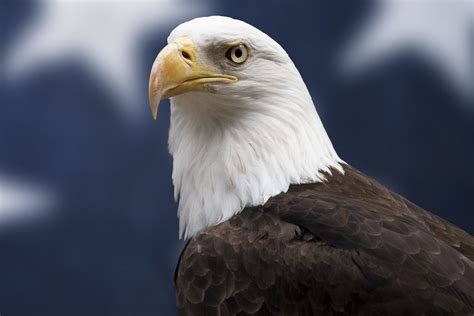 Bald Eagle Facts: Diet, Wingspan, Nests