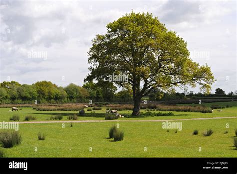 Landscape by Axbridge Reservoir, Somerset, UK Stock Photo - Alamy