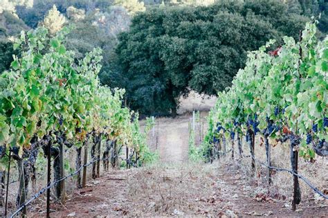 Top 5 Wineries to Visit in Sonoma California | The Belle Voyage