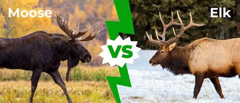 Moose Size Comparison To Humans