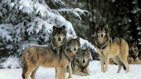 🔥 Free download Wolf Pack Wallpaper Background Flowers Wallpaper ...