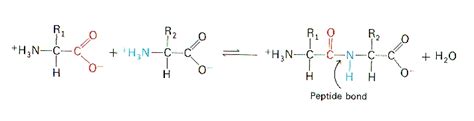 Formation of Dipeptide Bond