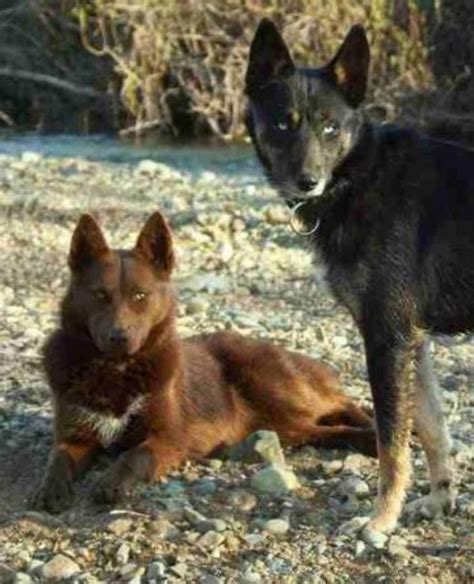 Tahltan Bear Dog Dog Breed Information, Images, Characteristics, Health