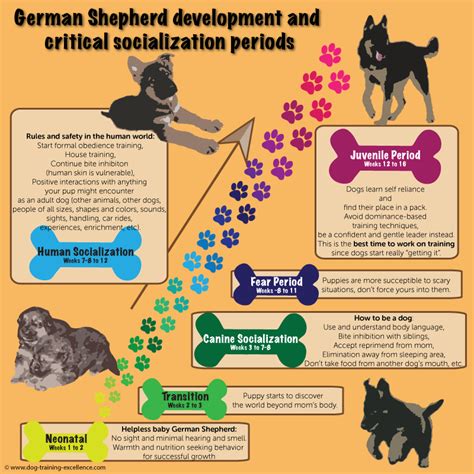 German Shepherd Puppy Training Guide