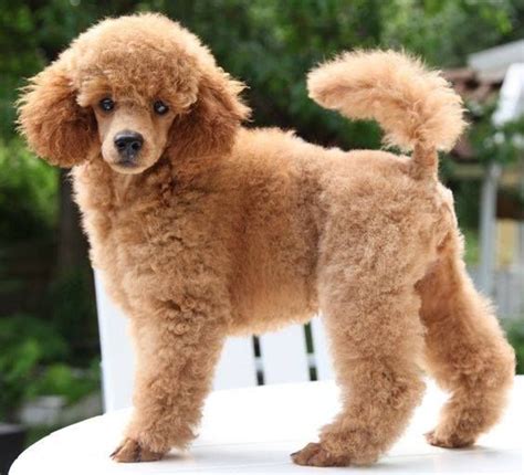 Beautiful Apricot Toy Poodle, ¿cómo deberíamos llamarla? | Cachorros ...