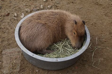 https://capybaraowner.com/capybara-life-cycle/ | Mascotas, Ciencias de ...