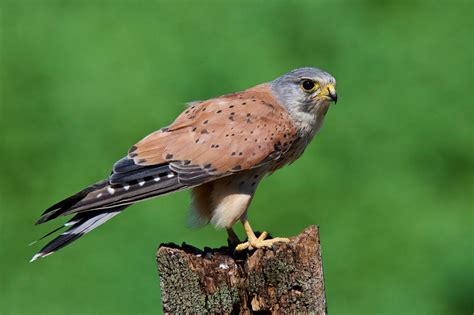 male Common Kestrel | by Andy Harris Kestrel, Raptors, Falcons, Bald ...