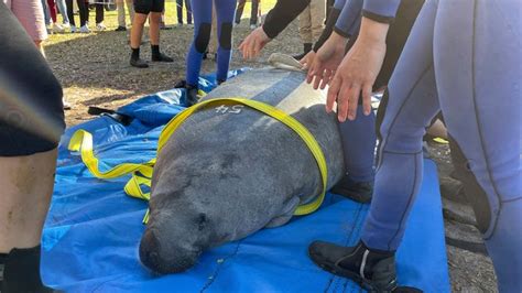 Florida doesn’t plan on providing supplemental feeding for manatees ...