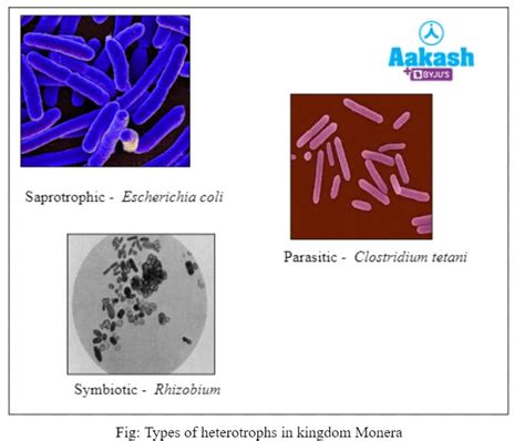 Examples Of Bacteria Kingdom