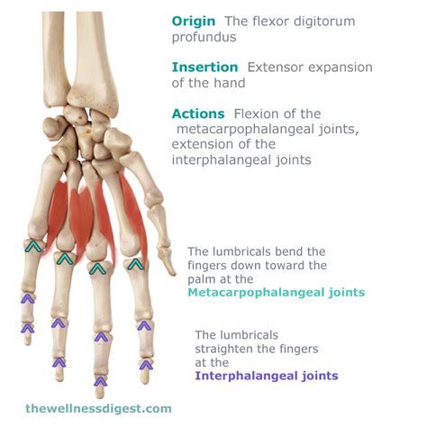 Lumbrical Muscles Of The Hand: Hand And Finger Pain - The Wellness Digest