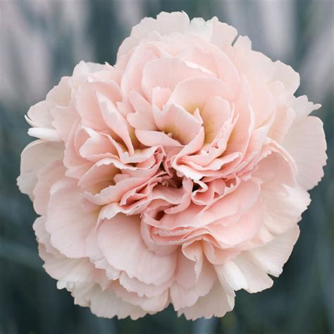 Widecombe Fair - Whetman Garden Plants and Pinks