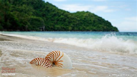 Beach Indonesia south Sulawesi | Selayar Dive Resort