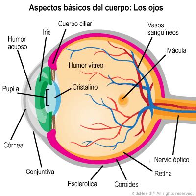 sol Perla Regresa el ojo y sus partes y funciones Cuota de admisión ...