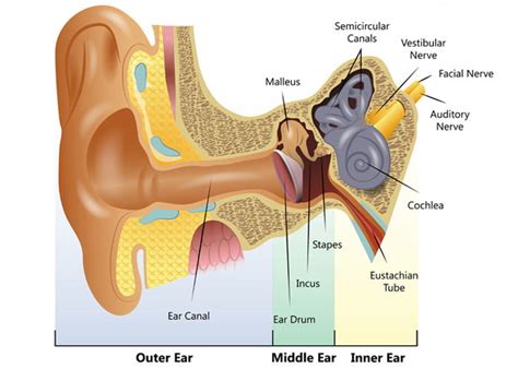 Parts Of The Ear And Their Functions