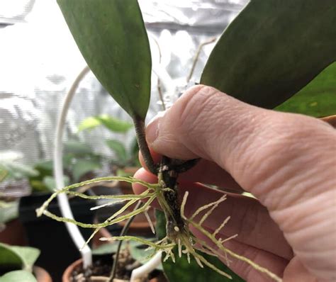 Hoya Plant Propagation- 4 Simple Methods (With Tips)