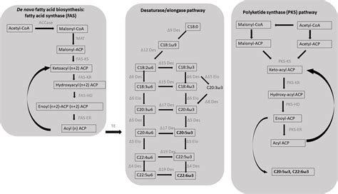 Frontiers | Fatty Acids Derivatives From Eukaryotic Microalgae ...