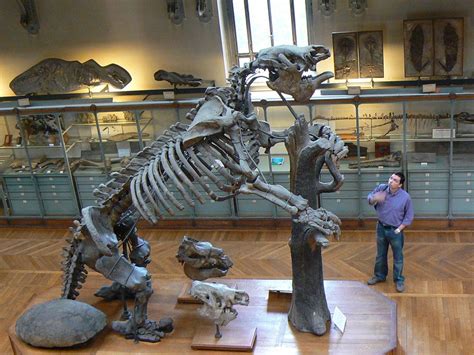 Giant Ground Sloth (Megatherium) Facts, Habitat, Diet, Fossils, Pictures