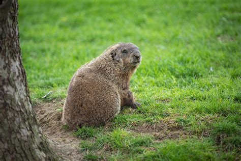 Every Day is Groundhog Day at Farm Sanctuary - Farm Sanctuary