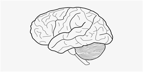 Printable Brain Template - prntbl.concejomunicipaldechinu.gov.co