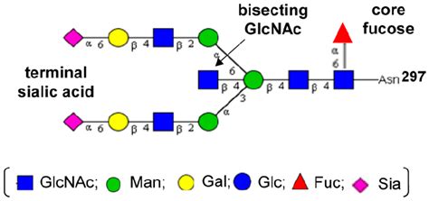 Antibodies | Free Full-Text | Principles of N-Linked Glycosylation ...