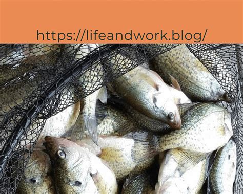 Crappie Habitat and Fishing Success