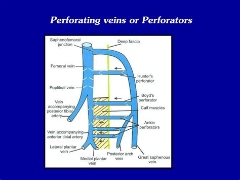 PPT - venous drainage and Lymphatics of lower limb PowerPoint ...