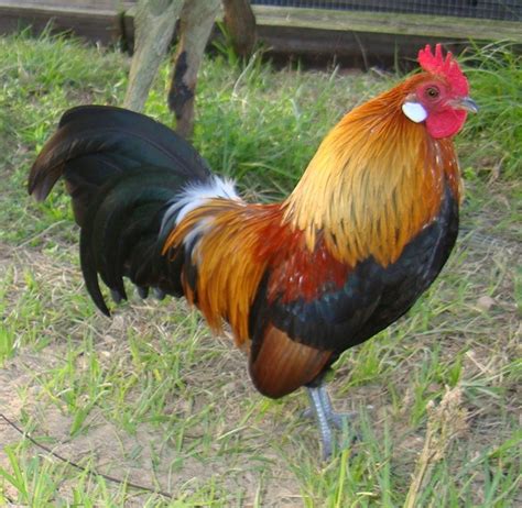 Chicken Breed Focus - Dutch Bantam | BackYard Chickens