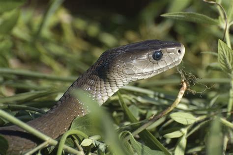 9 of the World’s Deadliest Snakes | Britannica