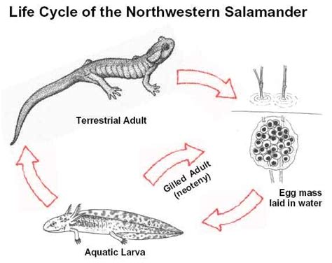 Reptiles - Animal Sexual Reproduction