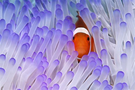 Anemone Clownfish