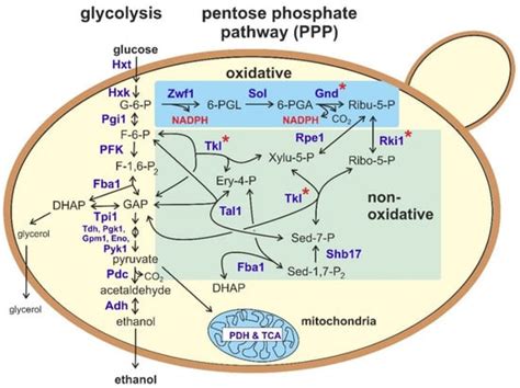 Pentose Fermentation