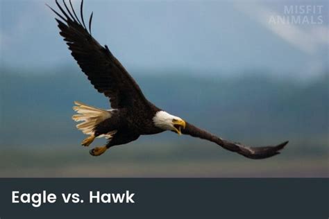 Eagle Vs Hawk: Main Differences & Similarities Explained