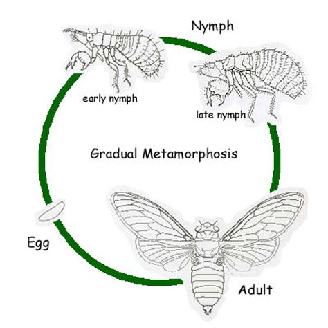 Life Cycle Of The Cicada