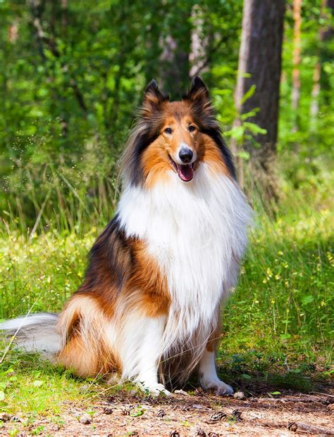 Best Large Dog Breeds – Which Are the Top Family Pets?