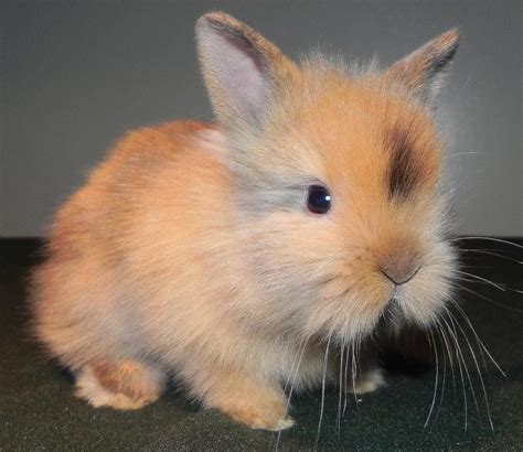 lionhead bunnies - Google Search | Animals | Pinterest | Lionhead ...