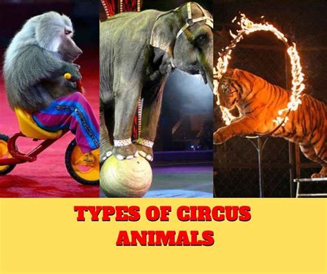 Circus Animals